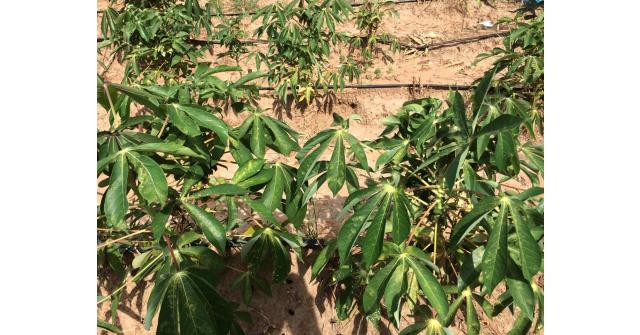 เศรษฐีนาโน คู่ซี้พารวย ประสบการณ์ผู้ใช้จริง