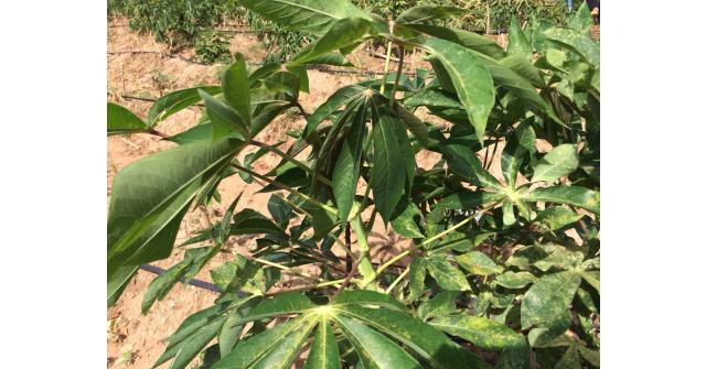 เศรษฐีนาโน คู่ซี้พารวย ประสบการณ์ผู้ใช้จริง